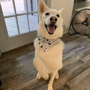 Meet your Posher, Maya